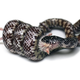 An Eastern kingsnake (Lampropeltis getula) constricting a small rodent with a uniform coil. (Image: David Penning, Missouri Southern State University)
